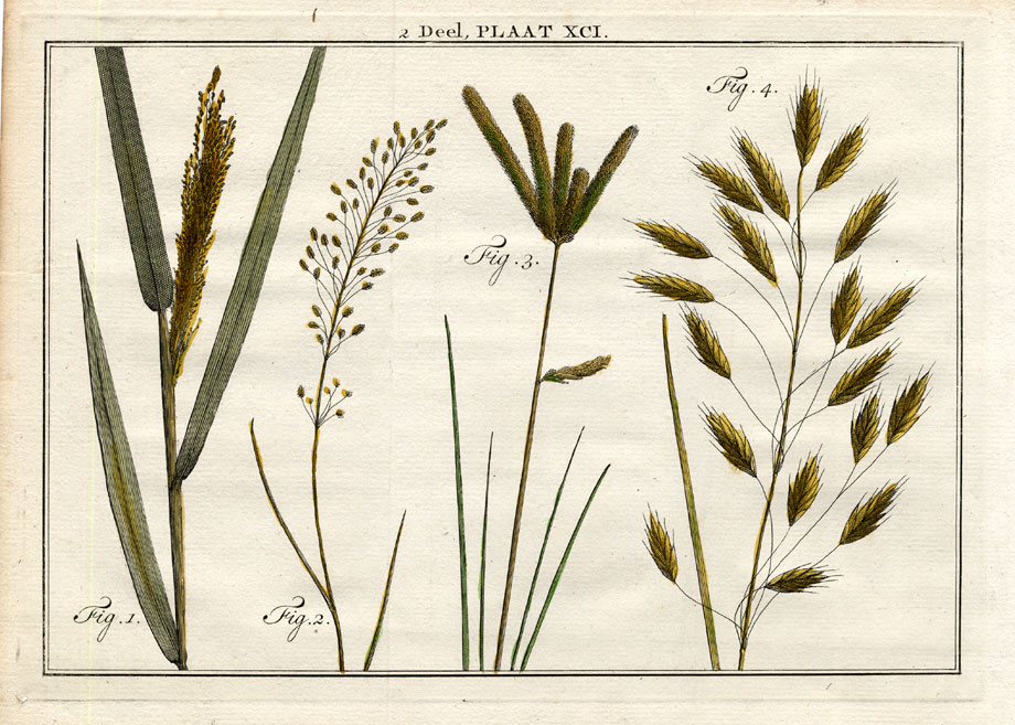 , Antique Botany Print-REED CANARY GRASS-POA-MEADOW GRASS-Houttuyn-1774, Pictura Antique Prints