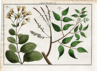 Antique Botany Print-PALM TREE-FRINGE TREE-DIALIUM-CHIONANTHUS-Houttuyn-1774