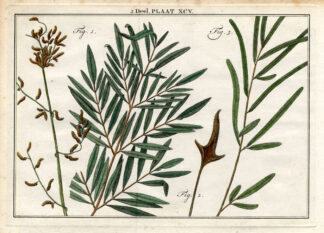 Antique Botany Print-ACROSTICHUM-FERN-Houttuyn-1774
