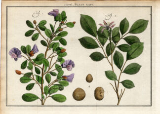 Antique Botany Print-SHRUBS-NICKERNUT-SOPHORA-PEA FLOWERED TREE-Houttuyn-1774