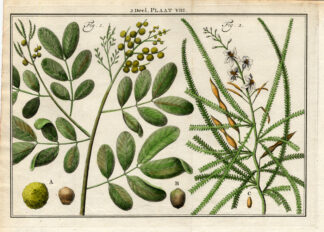 Antique Botany Print-PALM TREE-PARKINSONIA-CINAMON TREE-Houttuyn-1774