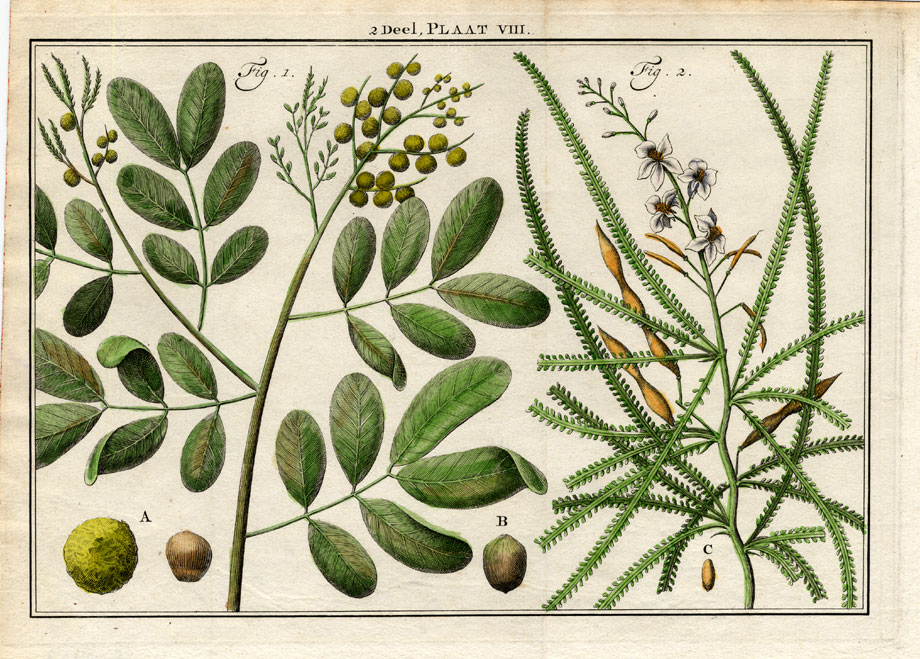 , Antique Botany Print-PALM TREE-PARKINSONIA-CINAMON TREE-Houttuyn-1774, Pictura Antique Prints