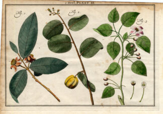 Antique Botany Print-PALM TREE-GOVAJES-PRUNE-CHERRY APPLE TREE-Houttuyn-1774