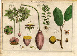 Antique Botany Print-TREE-PAPAYA-PAPAJA-ADANSONIA-Houttuyn-1774