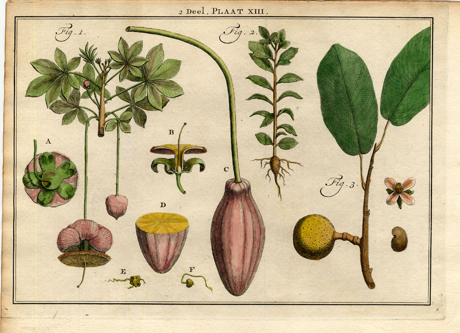 , Antique Botany Print-TREE-PAPAYA-PAPAJA-ADANSONIA-Houttuyn-1774, Pictura Antique Prints