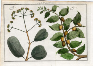 Antique Botany Print-PALM TREE-JAMBOLIFERA SPECIES-JAVA-COROMANDEL-Houttuyn-1774