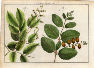 Antique Botany Print-PALM TREE-CHERRY PLUM-Houttuyn-1774