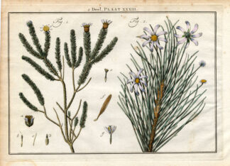 Antique Botany Print-SHRUB-ASTER-OTHONNA-SUN FLOWER-Houttuyn-1774