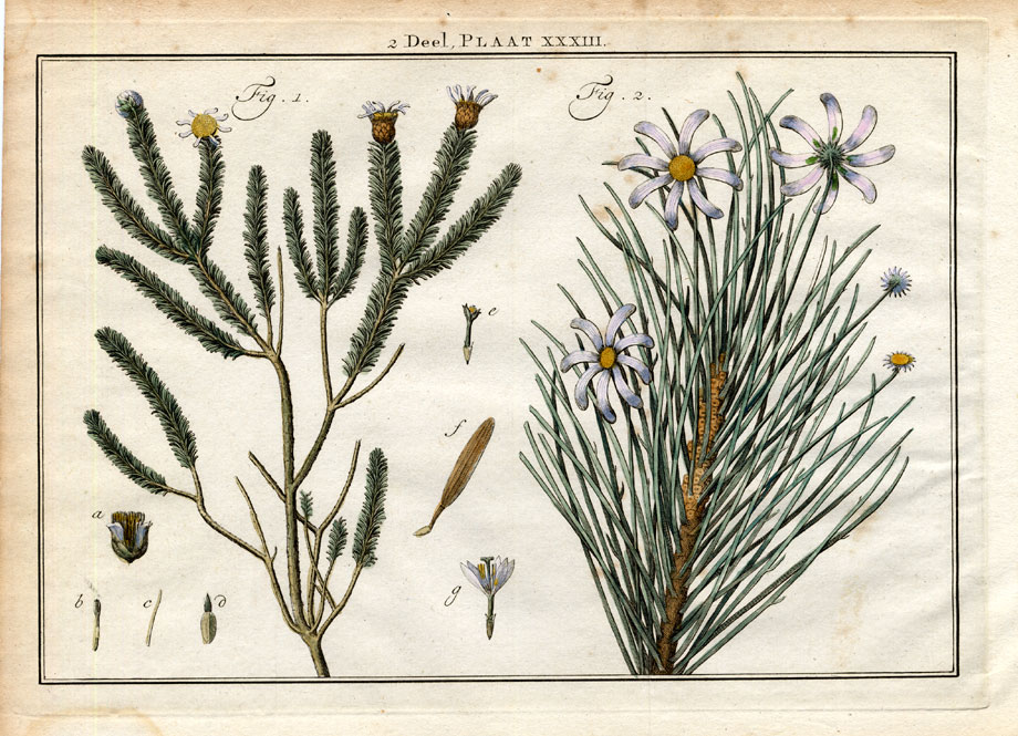 , Antique Botany Print-SHRUB-ASTER-OTHONNA-SUN FLOWER-Houttuyn-1774, Pictura Antique Prints
