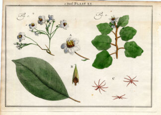 Antique Botany Print-SHRUBS-SOLANUM-NIGHTSHADE-RONDELETIA-Houttuyn-1774
