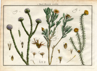 Antique Botany Print-SHRUBS-ASTER-DAISY-SUN FLOWER-Houttuyn-1774