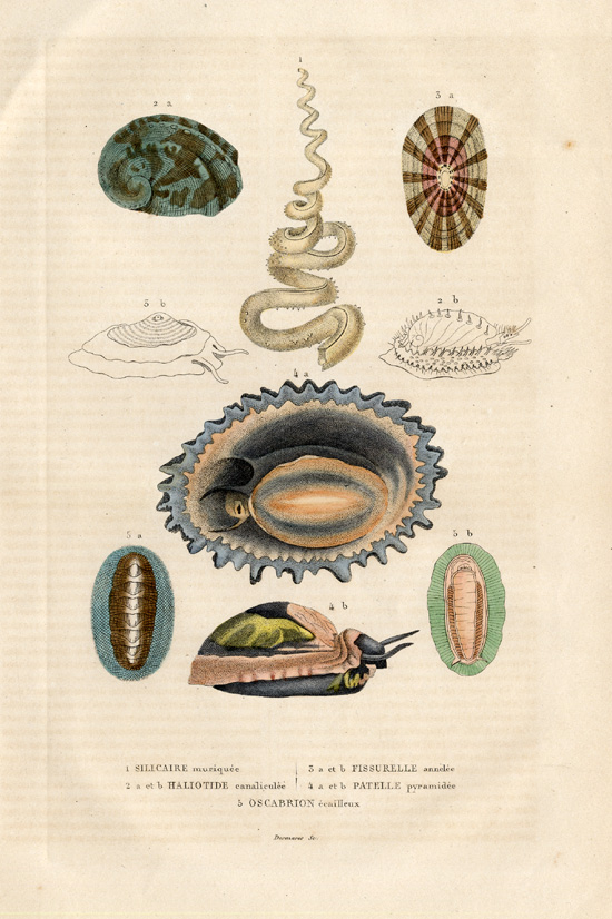 , Antique Print-SEA SNAILS-Drapiez-1853, Pictura Antique Prints