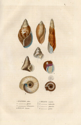 Antique Print-AGATHINE-HELICE-SHELLS-Drapiez-1853