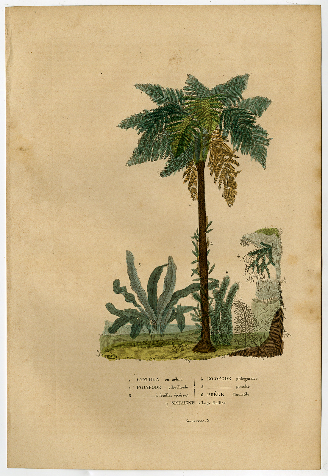 , Antique Print-TREE FERN-MOSS-HORSETAIL-Drapiez-1853, Pictura Antique Prints