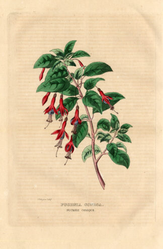 Antique Print-FUCHSIA CONICA-Drapiez-1853