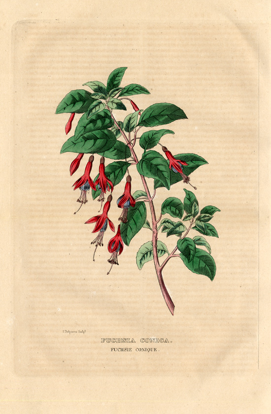 , Antique Print-FUCHSIA CONICA-Drapiez-1853, Pictura Antique Prints
