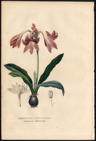 Antique Print-AMARYLLIS-HIPPEASTRUM-Drapiez-1853