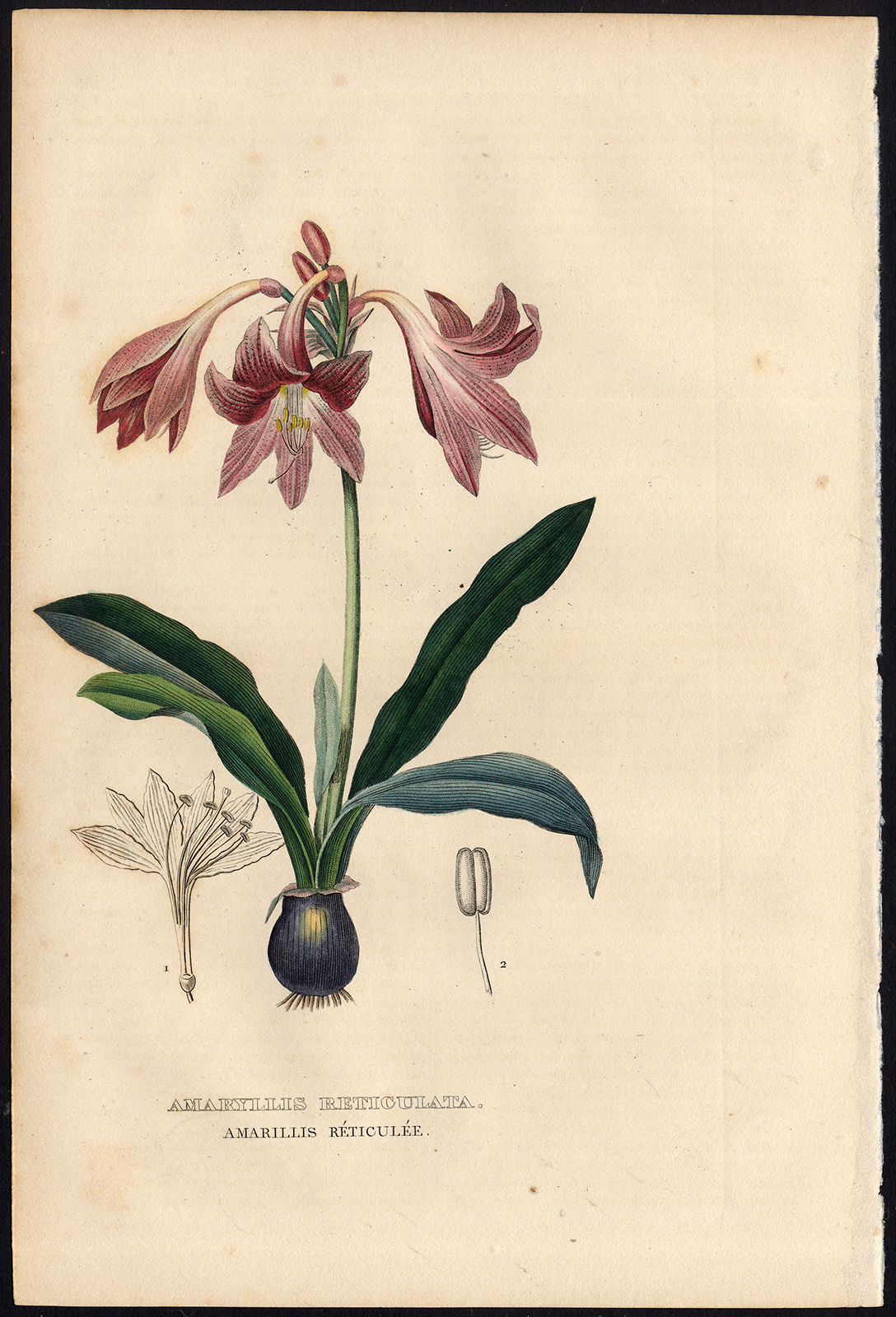 , Antique Print-AMARYLLIS-HIPPEASTRUM-Drapiez-1853, Pictura Antique Prints