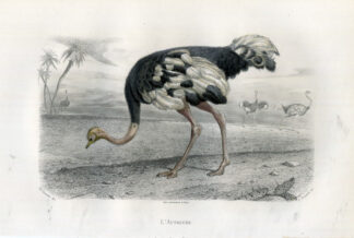 Antique Print-OSTRICH-BIRDS-Buffon-1853
