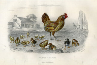 Antique Print-HEN-CHICKEN-CHICK-FOWL-Buffon-1853