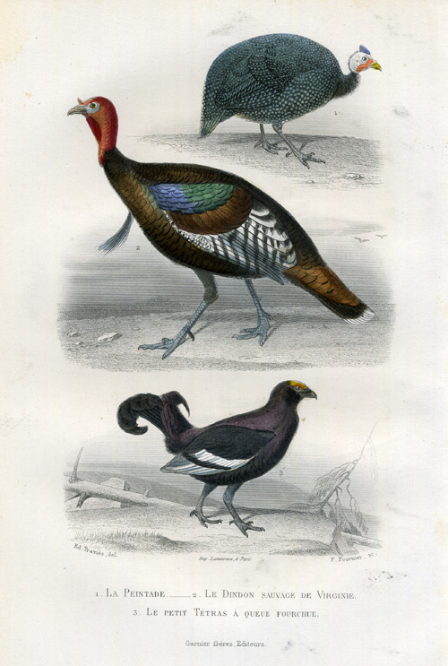 , Antique Print-GUINEAFOWL-WILD TURKEY-TURKEY-Buffon-1853, Pictura Antique Prints