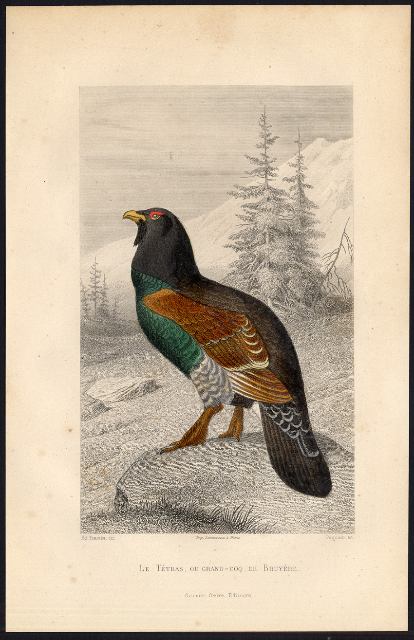 , Antique Print-CAPERCAILLIE-BIRDS-FOWL-Buffon-1853, Pictura Antique Prints