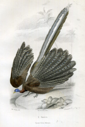 Antique Print-ARGUS-PHEASANT-FOWL-Buffon-1853