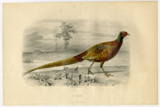Antique Print-PHEASANT-FOWL-Buffon-1853