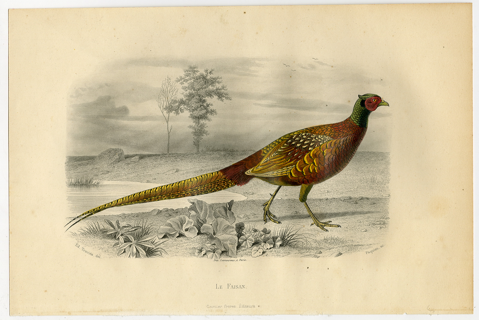 , Antique Print-PHEASANT-FOWL-Buffon-1853, Pictura Antique Prints