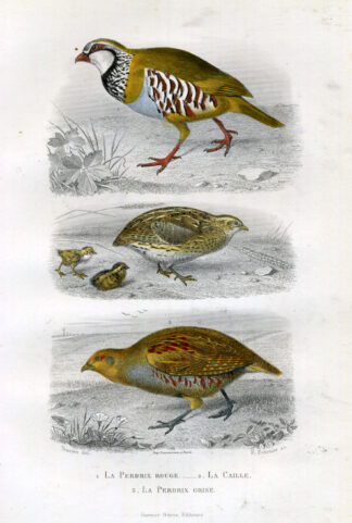 Antique Print-PARTRIDGE-QUAIL-FOWL-Buffon-1853