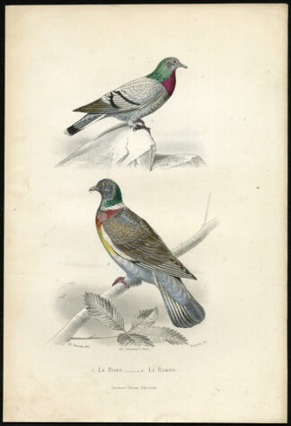 Antique Print-ROCK PIGEON-WOOD PIGEON-Buffon-1853