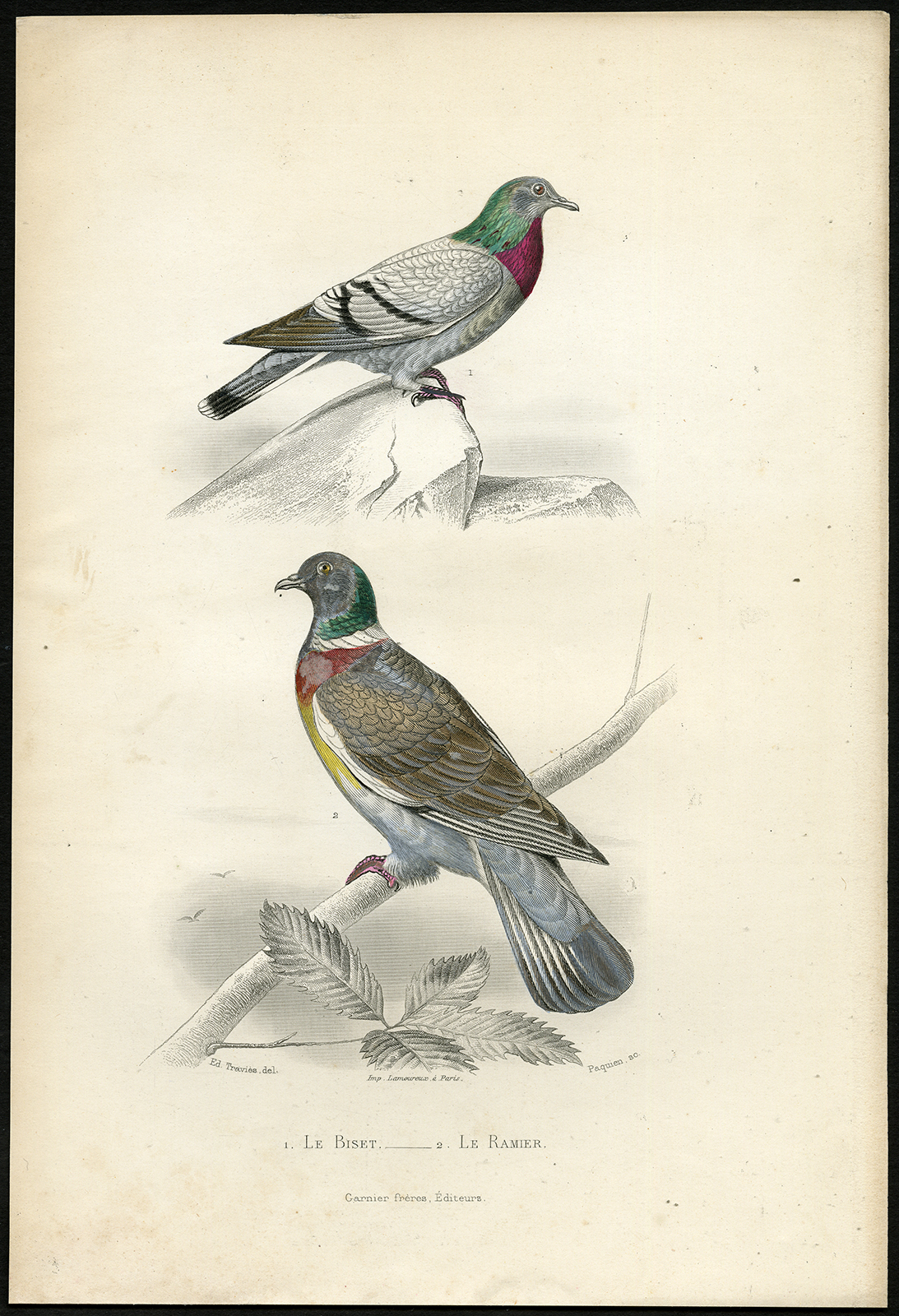 , Antique Print-ROCK PIGEON-WOOD PIGEON-Buffon-1853, Pictura Antique Prints