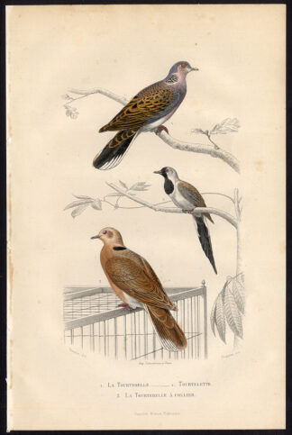 Antique Print-TURTLE DOVE-TURTUR-DOVE-Buffon-1853
