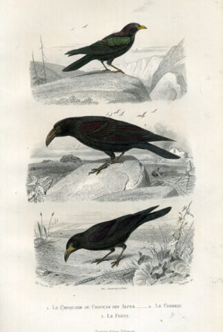 Antique Print-CHOUGH-RAVEN-ROOK-Buffon-1853