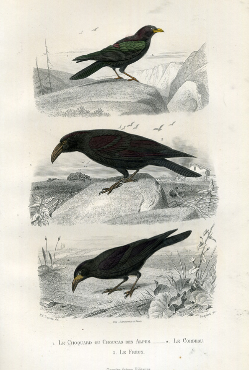 , Antique Print-CHOUGH-RAVEN-ROOK-Buffon-1853, Pictura Antique Prints