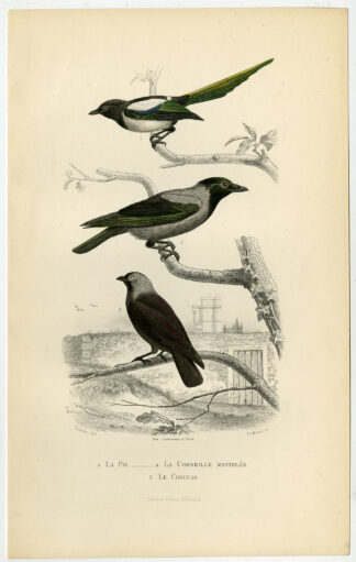 Antique Print-MAGPIE-HOODED CROW-JACKDAW-Buffon-1853
