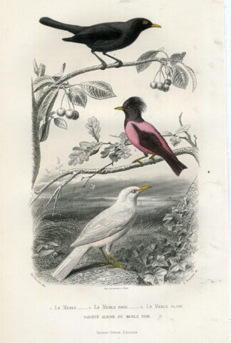 Antique Print-BLACKBIRD-ROSY STARLING-Buffon-1853