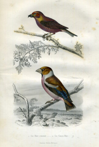 Antique Print-RED CROSSBILL-GROSBEAK-Buffon-1853