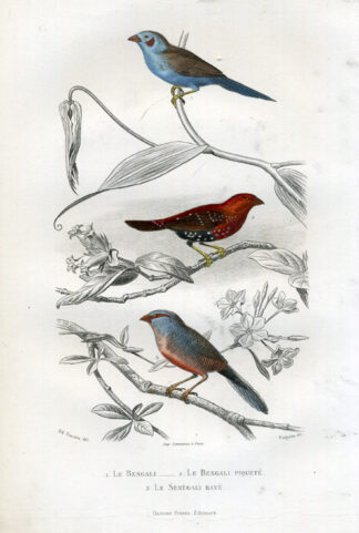 Antique Print-AVADAVAT-ZEBRA WAXBILL-Buffon-1853