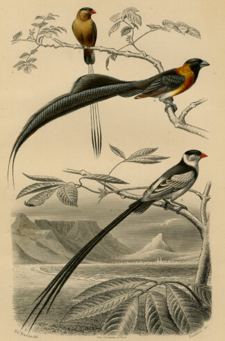 Antique Print-PIN TAILED WHYDAH-CAPETOWN-Buffon-1853