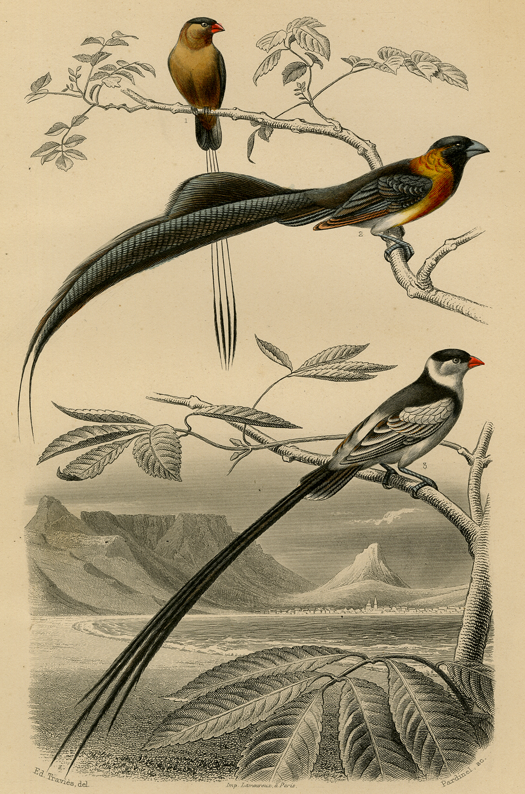 , Antique Print-PIN TAILED WHYDAH-CAPETOWN-Buffon-1853, Pictura Antique Prints