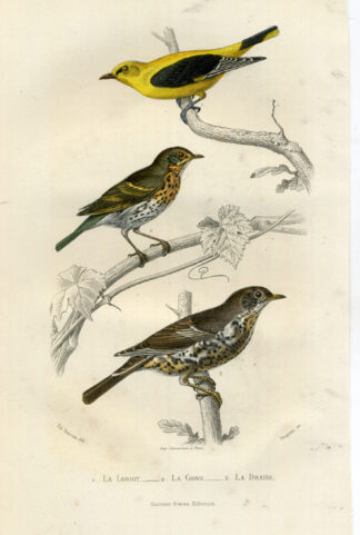 Antique Print-ORIOLE-THRUSH-MISTLE THRUSH-Buffon-1853
