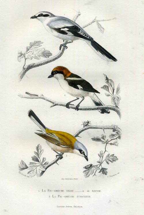 , Antique Print-SOUTHERN GREY SHRIKE-SHRIKE-Buffon-1853, Pictura Antique Prints