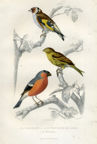 Antique Print-GOLDFINCH-CANARY-PYRRHULA-Buffon-1853