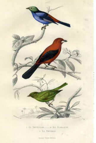 Antique Print-PARADISE TANAGER-TANAGER-Buffon-1853