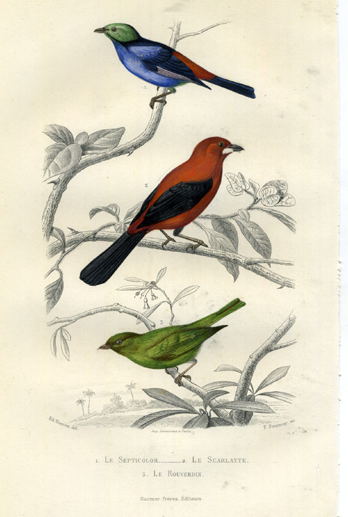 , Antique Print-PARADISE TANAGER-TANAGER-Buffon-1853, Pictura Antique Prints