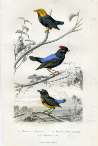 Antique Print-GOLDEN HEADED MANAKIN-MANAKIN-Buffon-1853