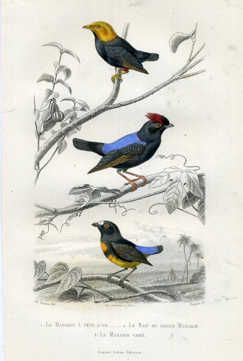 , Antique Print-GOLDEN HEADED MANAKIN-MANAKIN-Buffon-1853, Pictura Antique Prints