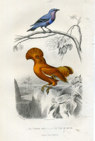 Antique Print-CORDON BLEU-COCK OF THE ROCK-Buffon-1853