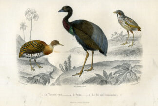 Antique Print-TINAMOU-TRUMPETER BIRD-Buffon-1853